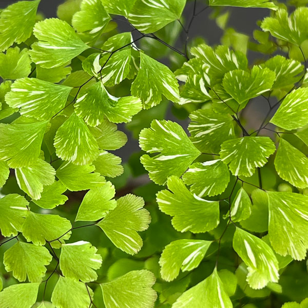 アジアンタム：スノーフレーク　3号鉢植え