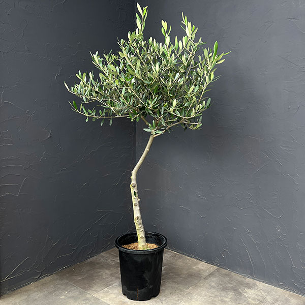 オリーブ：創樹さんのオリーブ　ルッカ　8号鉢植え
