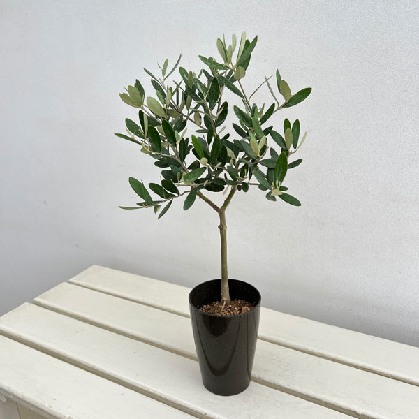オリーブ：創樹さんのオリーブ　ミッション　3号鉢植え