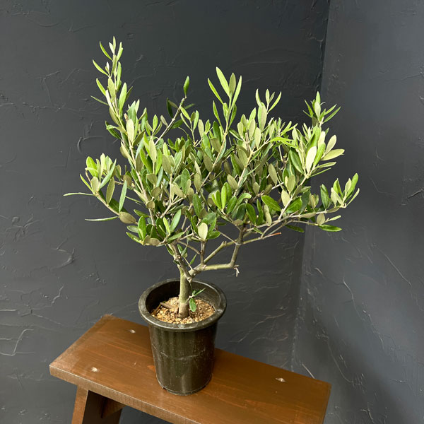 オリーブ：創樹さんのオリーブ　ミッション　5号鉢植え