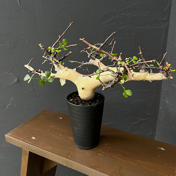 コミフォラ：カタフ　ピュアカタフ（発根済み）3.5号鉢植え26-01