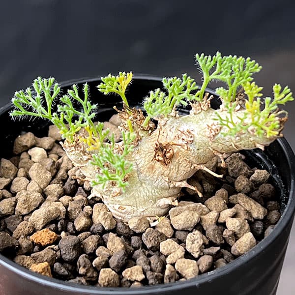 モンソニア：ペニクリナム×ムルチフィダ　2.5号鉢植え
