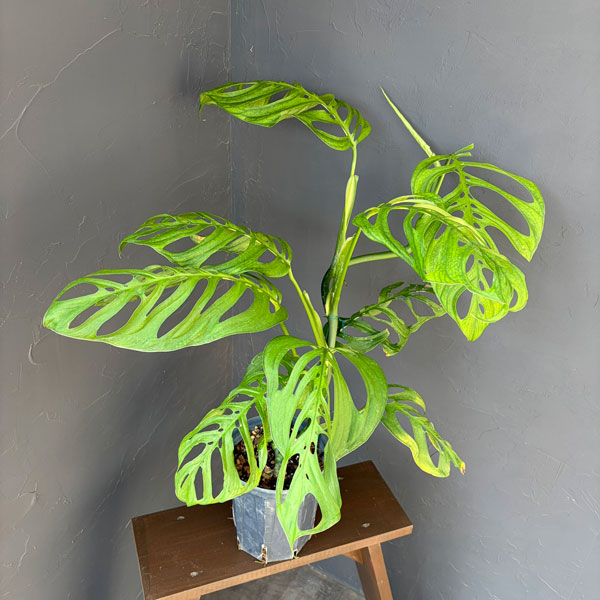 モンステラ：エピプレムノイデス エスケレート　6号鉢植え