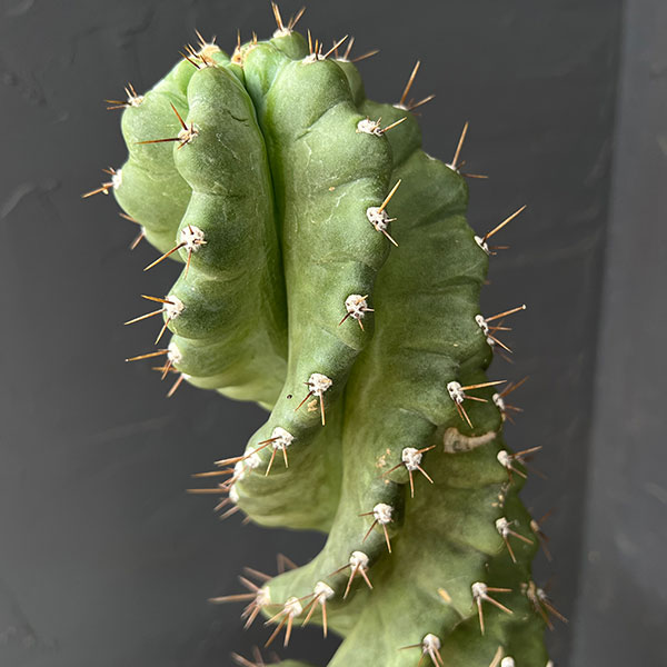 セレウス ：ペルビアナス（ぺルヴィアナス）スピラリス 5号鉢植え