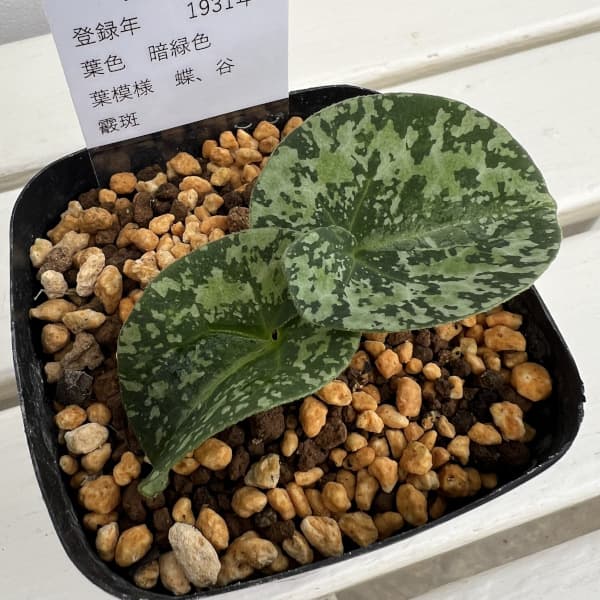 カンアオイ（寒葵）：三保の松（ミホノマツ）3号ポット