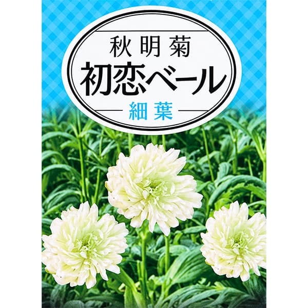 シュウメイギク（秋明菊）：初恋ベール 3号ポット