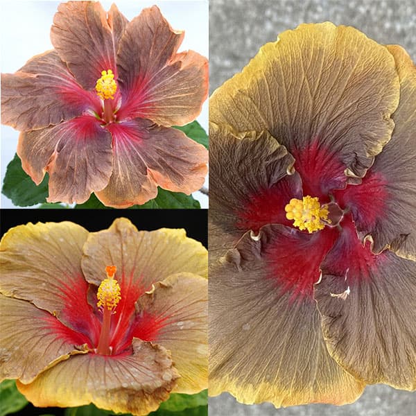 ハイビスカス：ダークコスモス 4.5号ポット植え