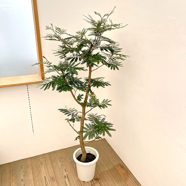 エバーフレッシュ　8号鉢植え26-01