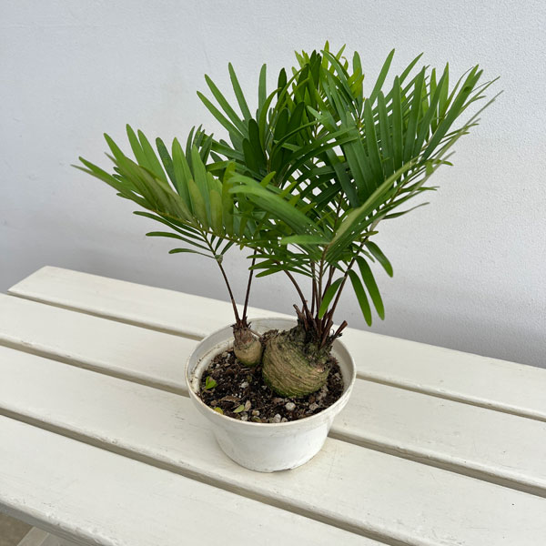 ザミア：フルフラセア　5号鉢植え26-02