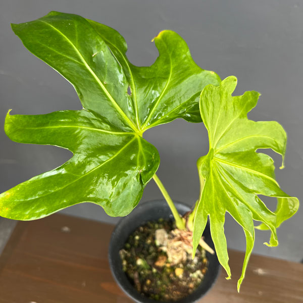アンスリウム：ペダトラディアツム　4号鉢植え