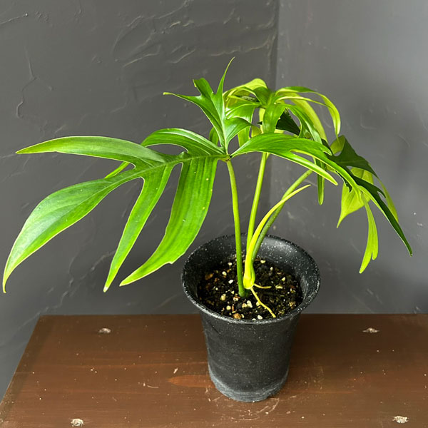 フィロデンドロン：グラッドハンズ　 3号鉢植え