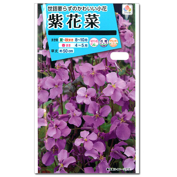 ムラサキハナナ（紫花菜）の種 3袋セット[タキイ 花タネ]