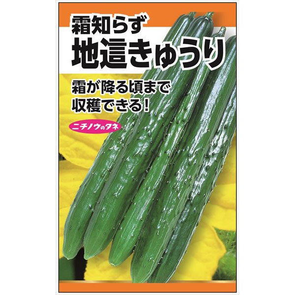キュウリ：地這きゅうり（霜しらず）の種 3袋セット[野菜タネ]