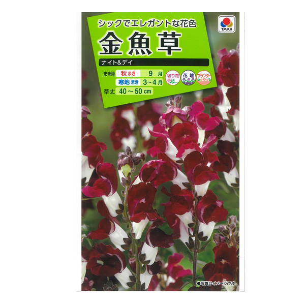 キンギョソウ（金魚草）： ナイト＆デイの種 2袋セット[タキイ 花タネ]