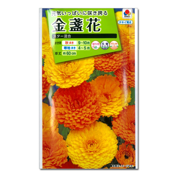 キンセンカ（金盞花）：スター 混合 2袋セット[秋・春まき 草丈60cm 切花に タキイ 花タネ]