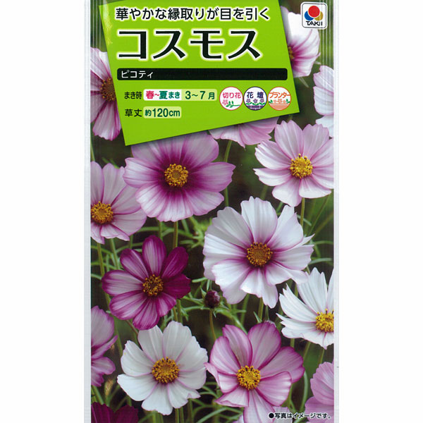 園芸ネット本店｜コスモス：ピコティ 2袋セット[タキイ 花タネ] の通販