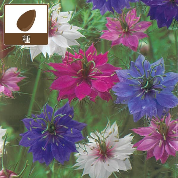 ニゲラ：ペルシャンジュエル 2袋セット[タキイ 花タネ]