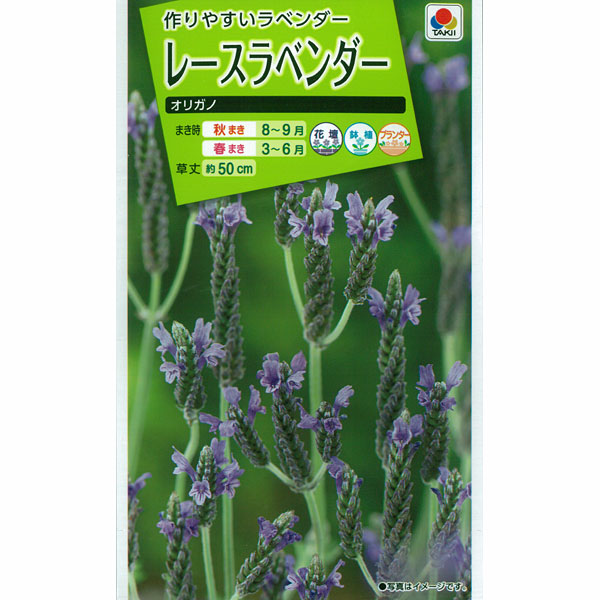 ラベンダー：レースラベンダー オリガノの種 2袋セット[タキイ 花タネ]