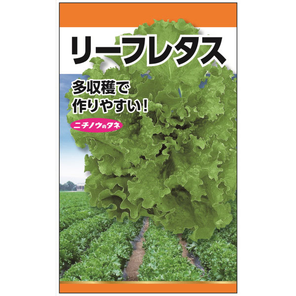 レタス：リーフレタスの種 2袋セット[野菜タネ]