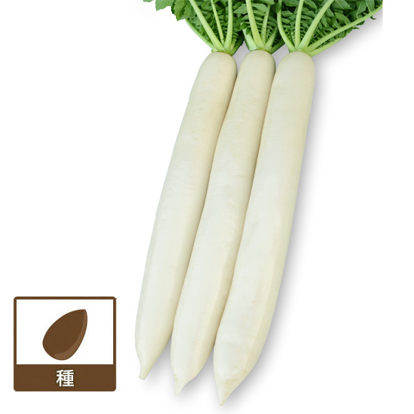 ダイコン（大根）：YR秋の剣 2袋セット[野菜タネ]