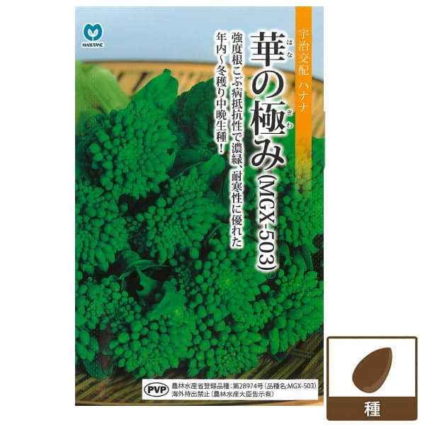 ハナナ（菜の花）：華の極み 2袋セット
