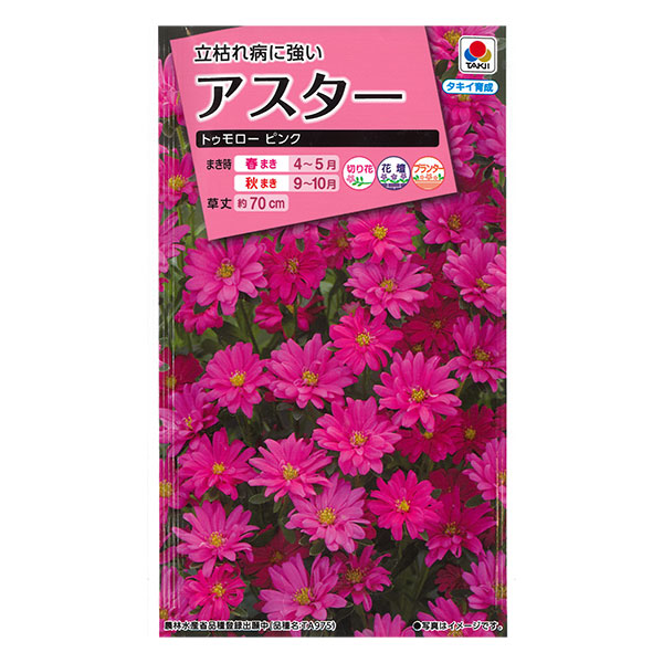 アスター：トゥモローピンクの種 2袋セット[タキイ 花タネ]