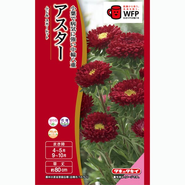 アスター：ふじみスカーレット 2袋セット[タキイ 花タネ]
