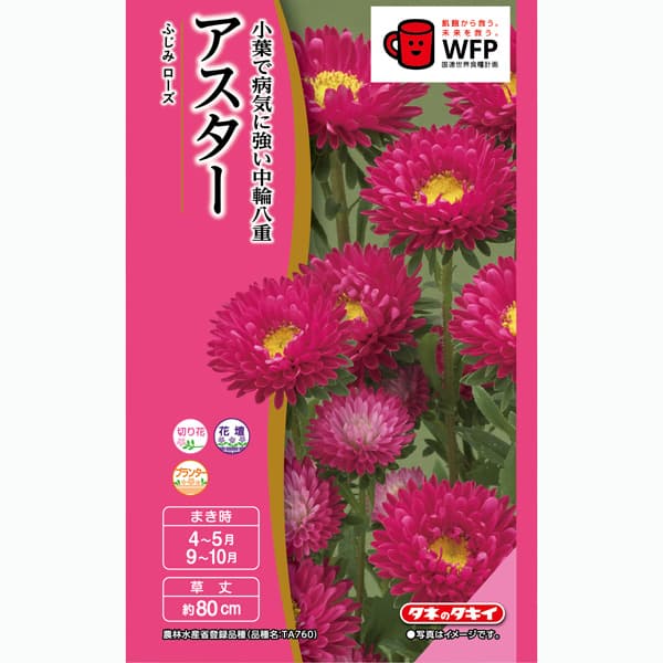 アスター：ふじみローズ 2袋セット[タキイ 花タネ]