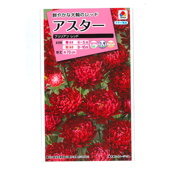 アスター：ブリリアン レッドの種 2袋セット[タキイ 花タネ]