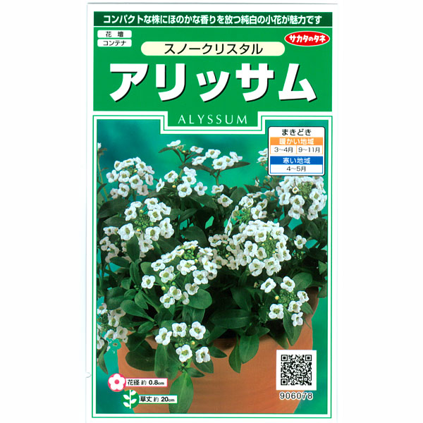 アリッサム：スノークリスタルの種 2袋セット[サカタ　花タネ]