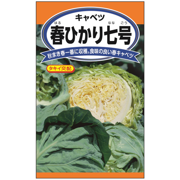 キャベツ：春ひかり七号 2袋セット[春一番に収穫！育てやすい春キャベツ　野菜タネ]