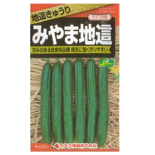 キュウリ：地這きゅうり みやま[野菜タネ]* 2袋セット