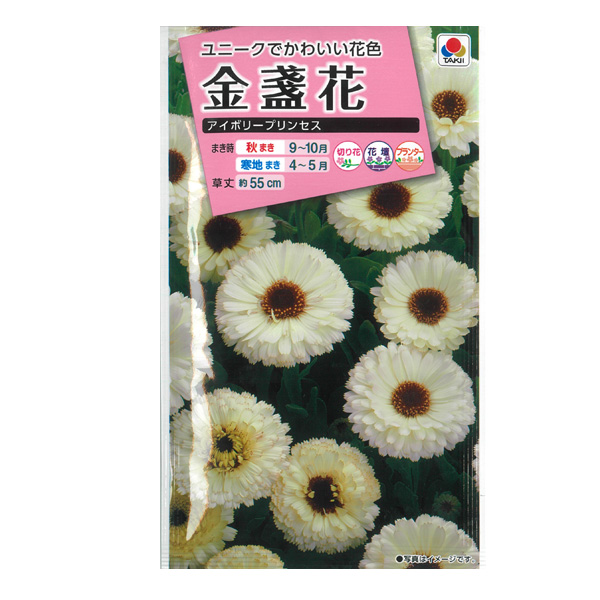 キンセンカ（金盞花）：アイボリープリンセス 2袋セット[タキイ 花タネ]