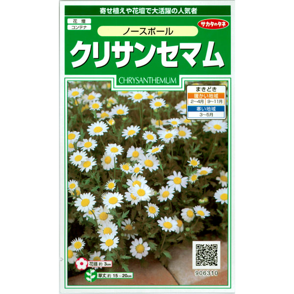 クリサンセマム：ノースポールの種 2袋セット[サカタ　花タネ]