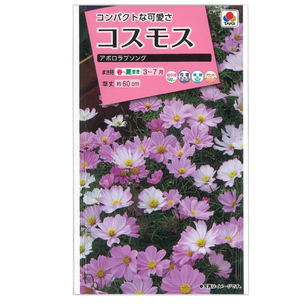 園芸ネット本店｜コスモス：アポロラブソング 2袋セット[タキイ 花タネ