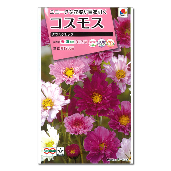 コスモス：ダブルクリック（花色ミックス）  2袋セット[タキイ 花タネ]