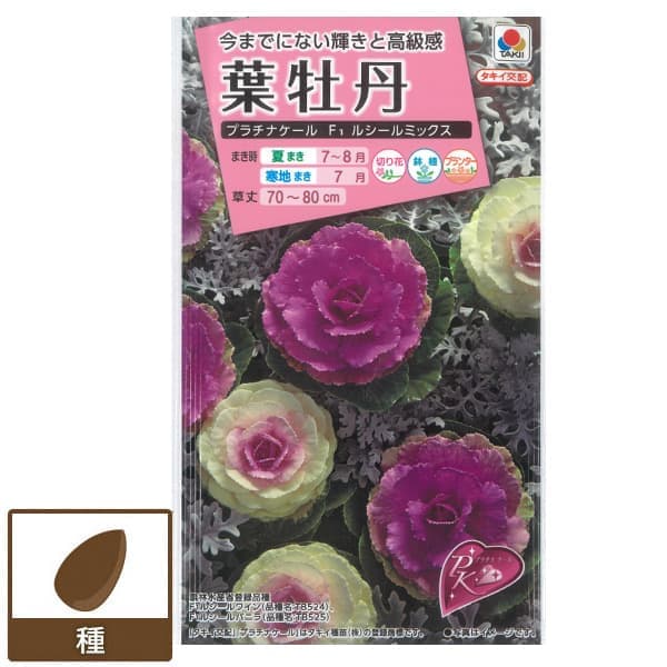 ハボタン（葉牡丹）：プラチナケール F1ルシール ミックス 2袋セット[タキイ 草花タネ]