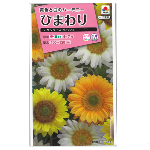 ヒマワリ：F1サンライズフレッシュ 2袋セット[タキイ 花タネ]