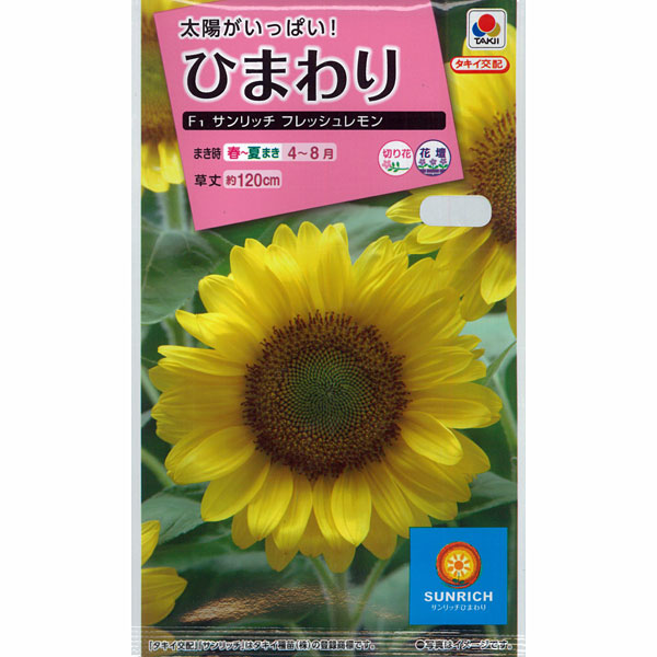 ヒマワリ：F1サンリッチフレッシュレモン 2袋セット[タキイ 花タネ]