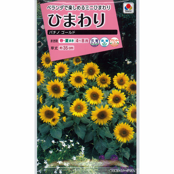 ヒマワリ：パチノゴールド（矮性種） 2袋セット[タキイ 花タネ]