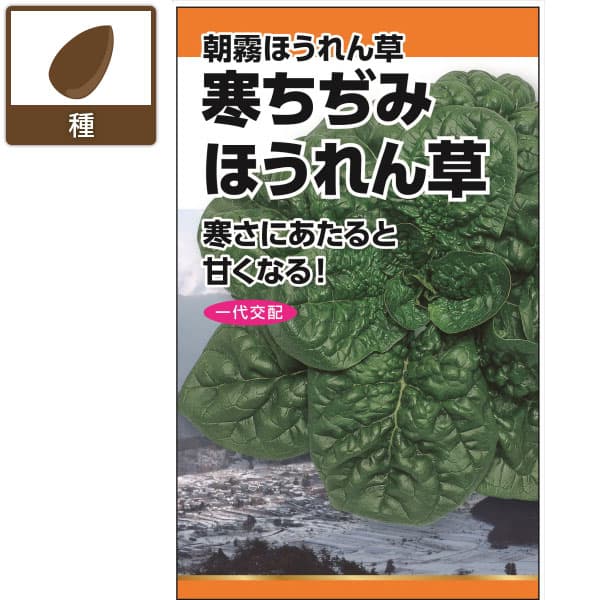 ホウレンソウ種：寒ちぢみ(朝霧ほうれん草) 2袋セット[野菜タネ　秋まき]