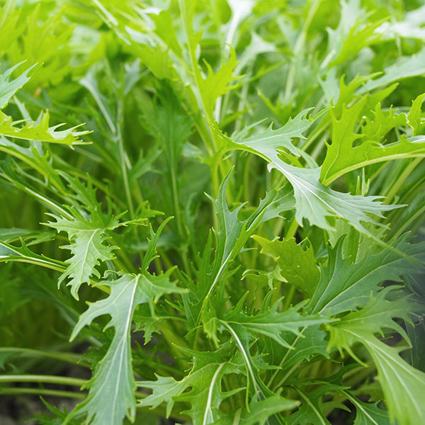 ミズナ（水菜）種：サラダ水菜* 2袋セット