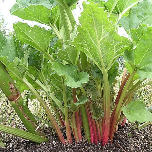 ルバーブの種 2袋セット[ジャムやパイに！野菜タネ 春、秋まき]