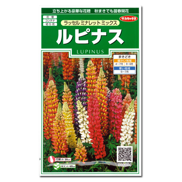 ルピナス：ラッセルミナレットミックスの種 2袋セット[サカタ　花タネ]