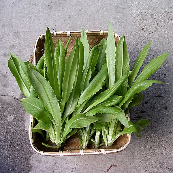 レタス：大葉油麦菜（ユーマーサイ） 2袋セット[野菜タネ]