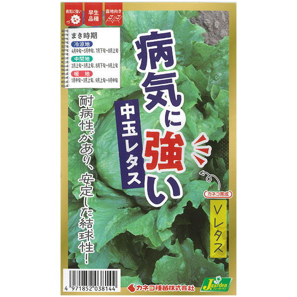 レタス：病気に強い Vレタス[春・夏まき 野菜タネ]* 2袋セット