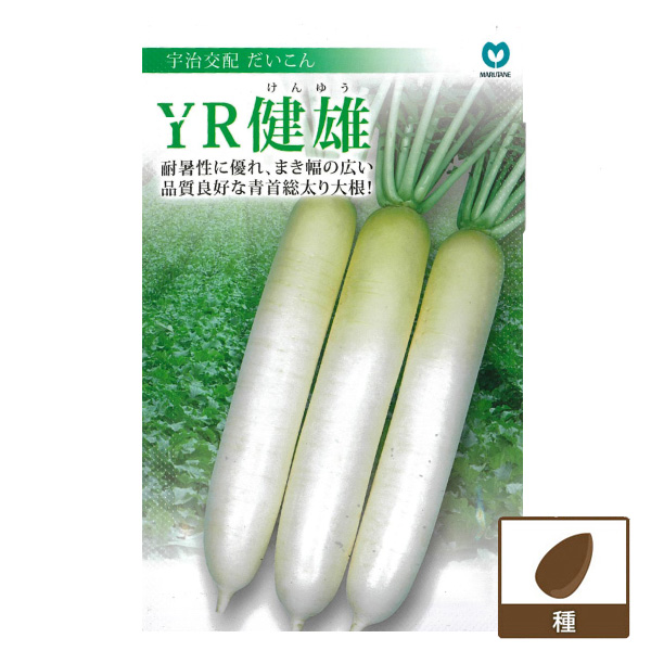大根：YR健雄（けんゆう） 2袋セット[ダイコンのタネ]