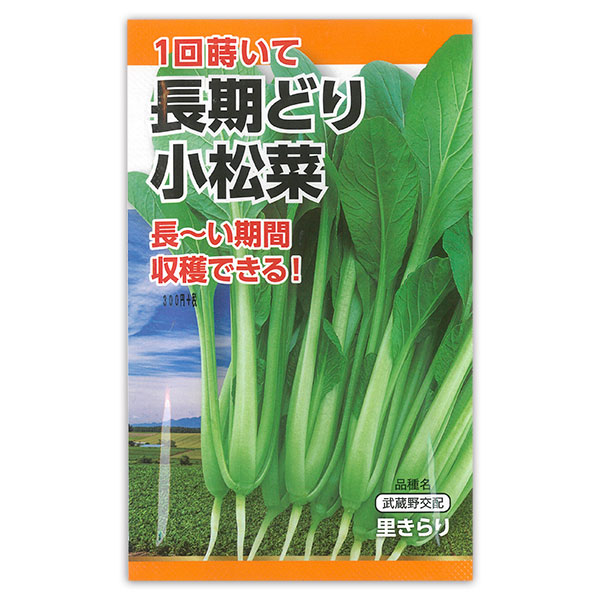 長期どり小松菜 2袋セット[1回蒔けば長い期間収穫できる！　厳冬以外タネまき可能]