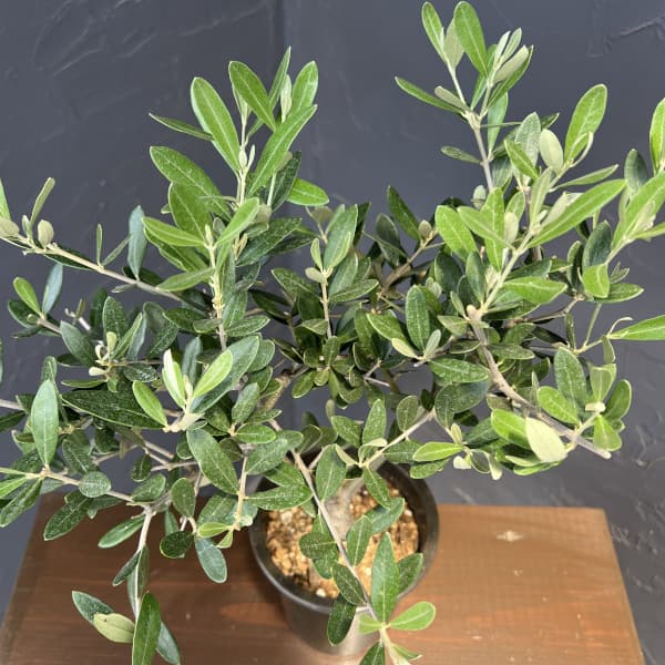 オリーブ：創樹さんのオリーブ　ミッション　4号鉢植え