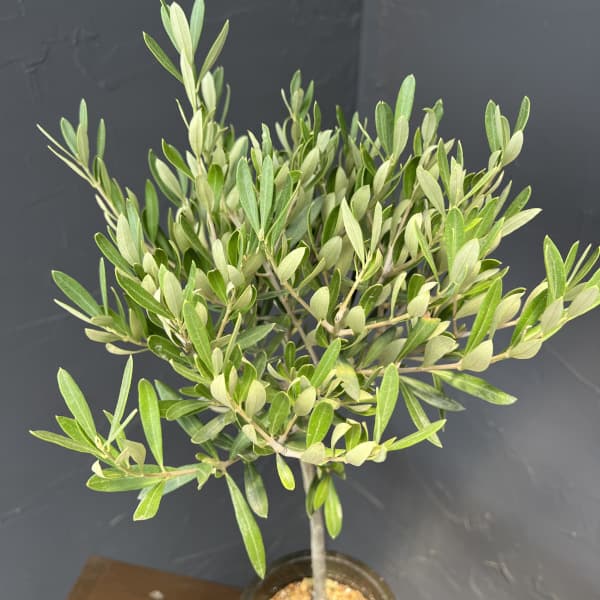 オリーブ：創樹さんのオリーブ　チプレシーノ　4号鉢植え